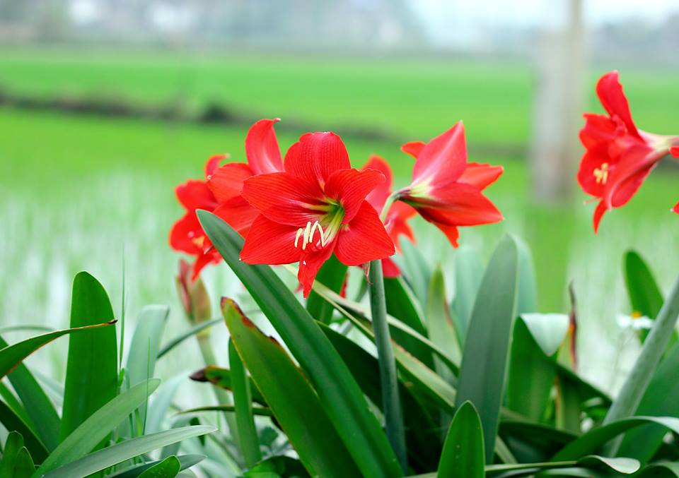 Tuyển tập hình ảnh hoa loa kèn đỏ đẹp nhất - [Kích thước hình ảnh: 960x677 px]