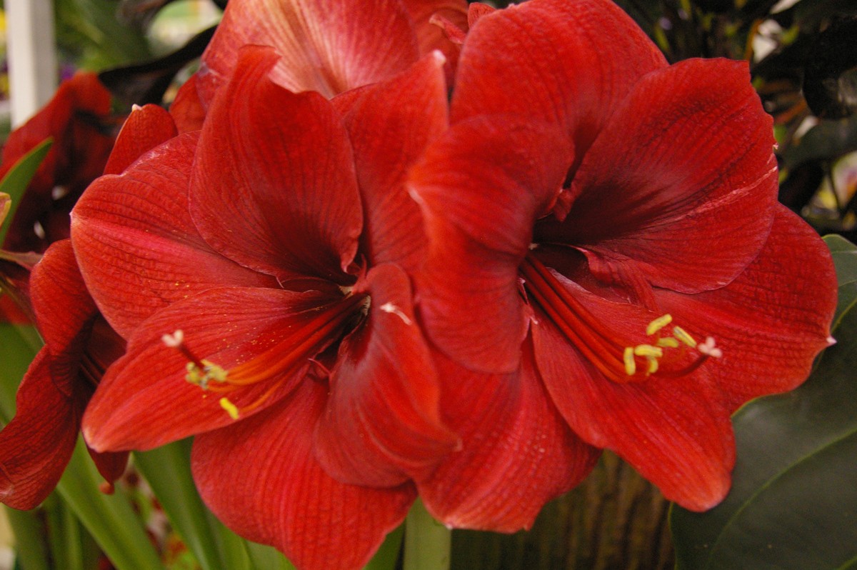 Tuyển tập hình ảnh hoa loa kèn đỏ đẹp nhất - [Kích thước hình ảnh: 1200x798 px]
