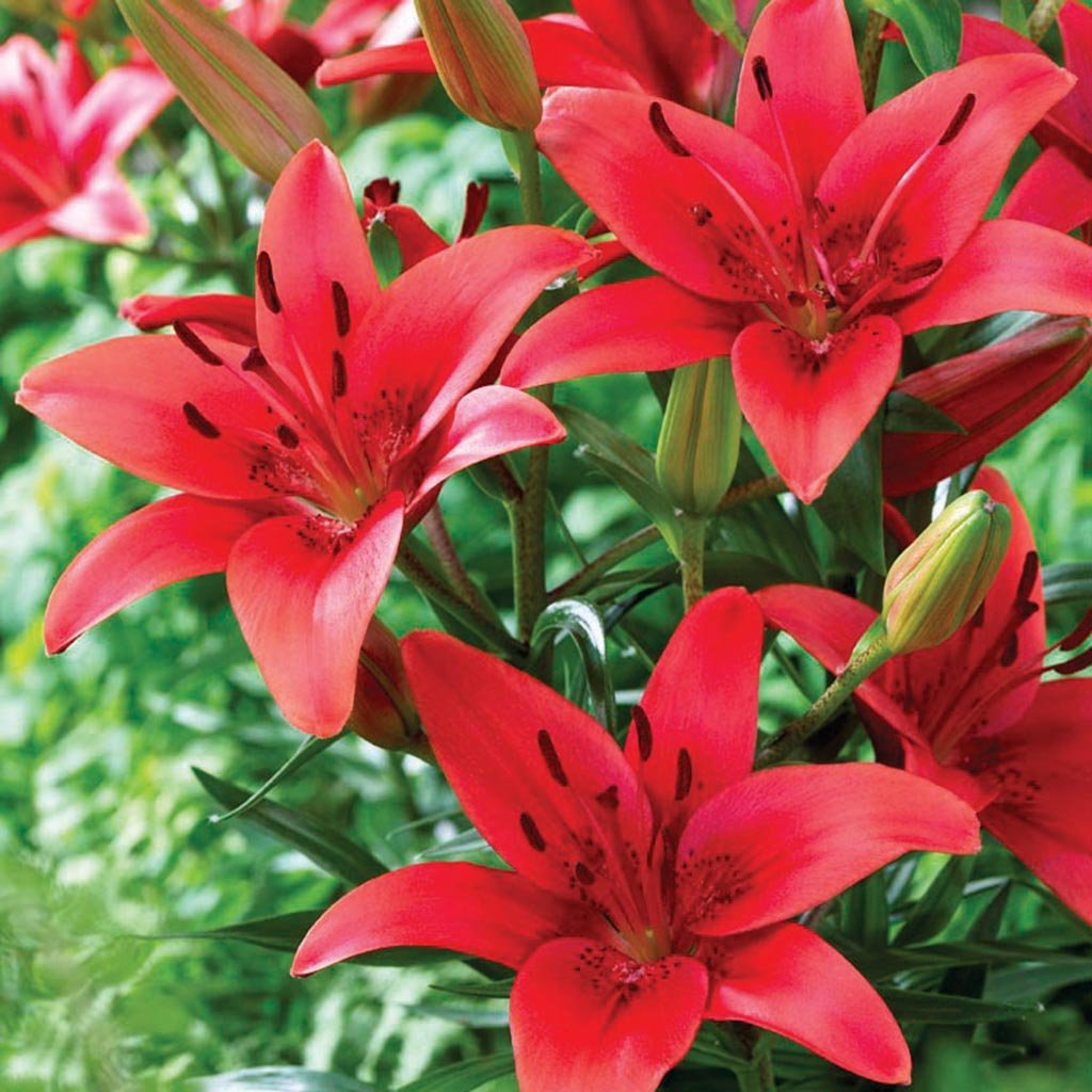 Tuyển tập hình ảnh hoa loa kèn đỏ đẹp nhất - [Kích thước hình ảnh: 1024x1024 px]