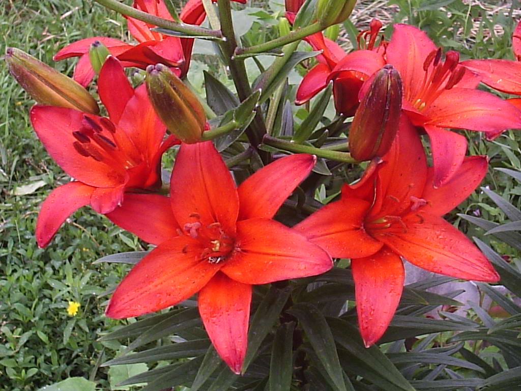 Tuyển tập hình ảnh hoa loa kèn đỏ đẹp nhất - [Kích thước hình ảnh: 1024x768 px]