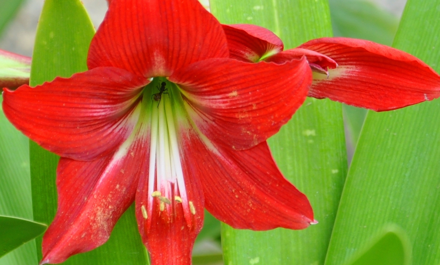 Tuyển tập hình ảnh hoa loa kèn đỏ đẹp nhất - [Kích thước hình ảnh: 1492x898 px]