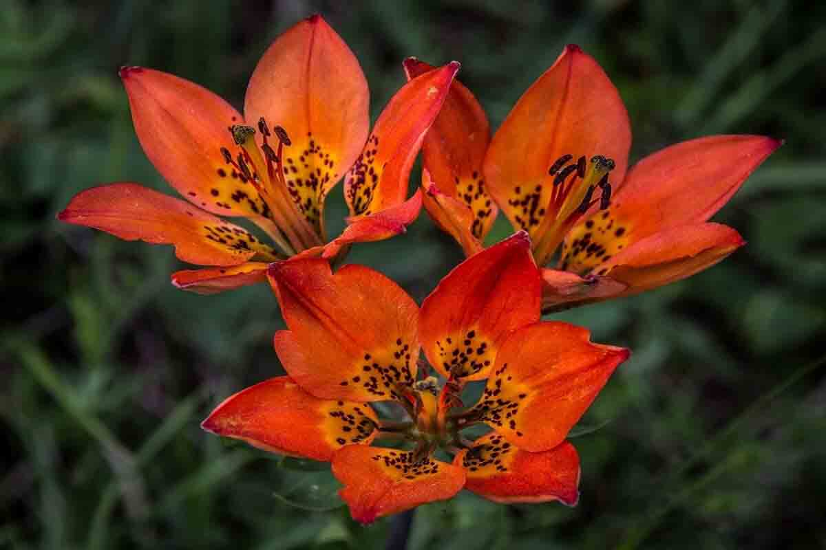Tuyển tập hình ảnh hoa loa kèn đỏ đẹp nhất - [Kích thước hình ảnh: 1200x800 px]