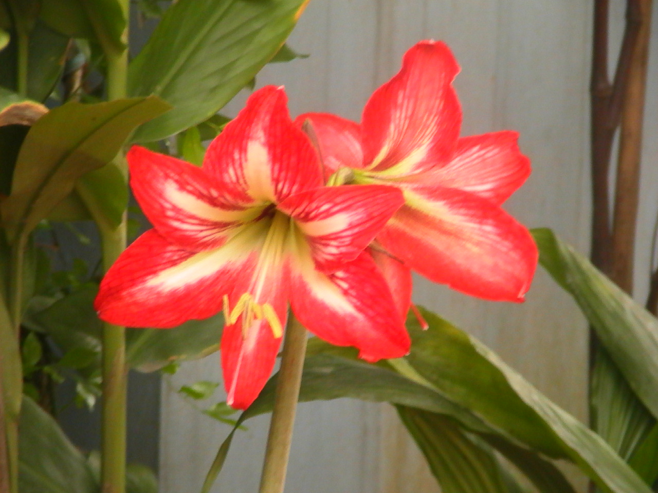Tuyển tập hình ảnh hoa loa kèn đỏ đẹp nhất - [Kích thước hình ảnh: 1280x960 px]