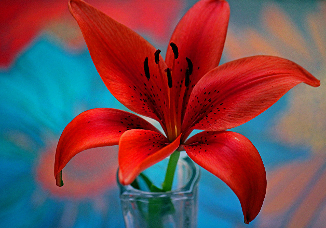 Tuyển tập hình ảnh hoa loa kèn đỏ đẹp nhất - [Kích thước hình ảnh: 1280x897 px]