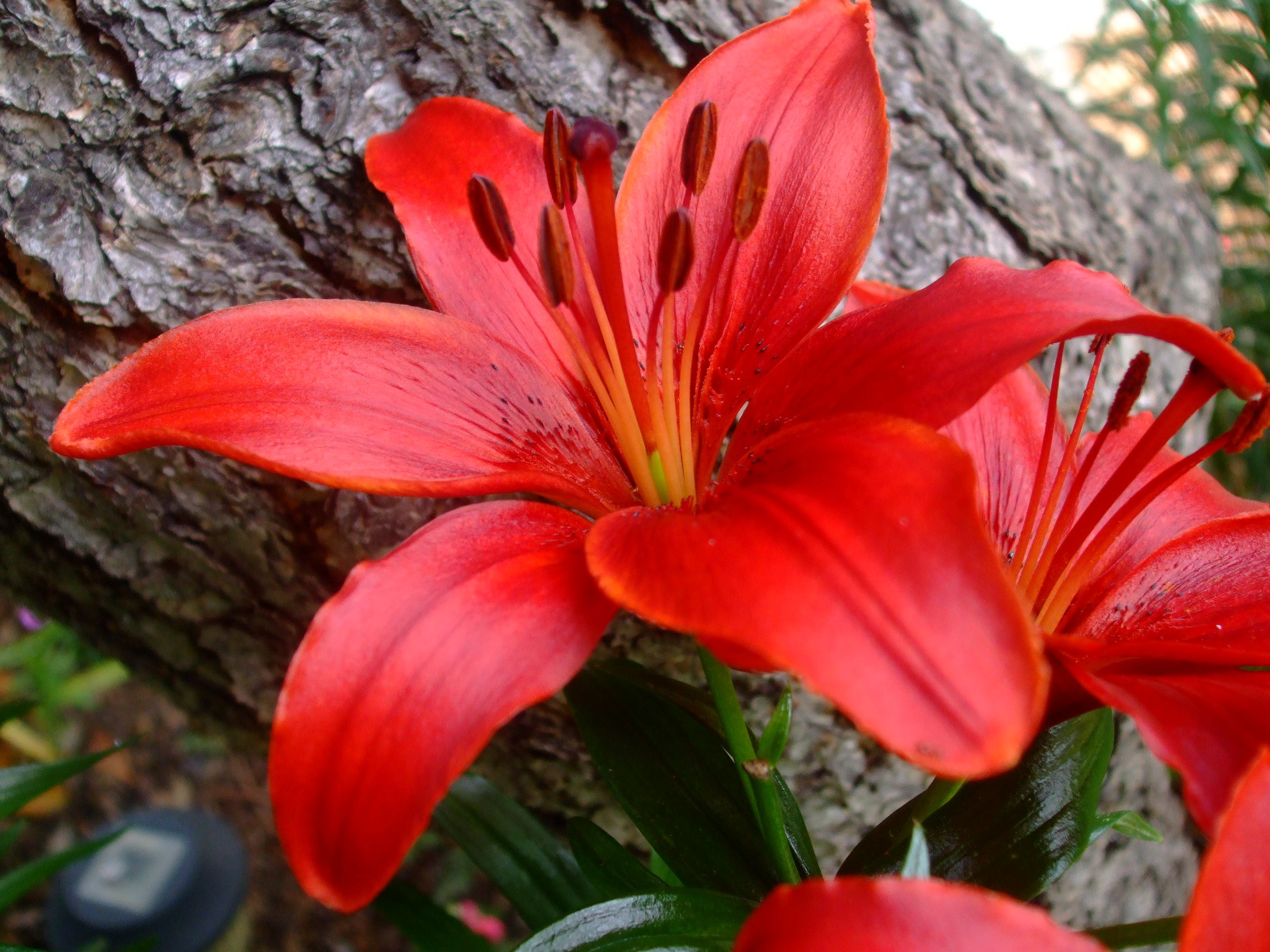 Tuyển tập hình ảnh hoa loa kèn đỏ đẹp nhất - [Kích thước hình ảnh: 2592x1944 px]