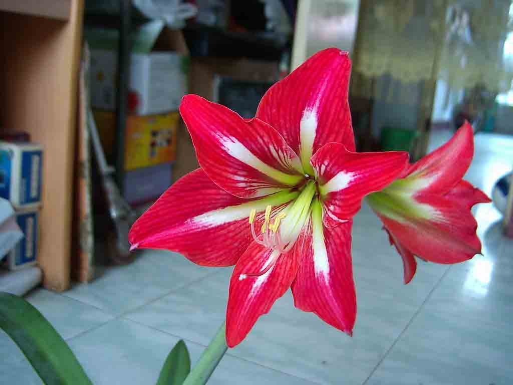 Tuyển tập hình ảnh hoa loa kèn đỏ đẹp nhất - [Kích thước hình ảnh: 1024x768 px]
