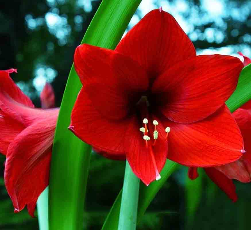 Tuyển tập hình ảnh hoa loa kèn đỏ đẹp nhất - [Kích thước hình ảnh: 874x800 px]