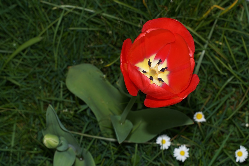 Tuyển tập hình ảnh hoa loa kèn đỏ đẹp nhất - [Kích thước hình ảnh: 960x639 px]