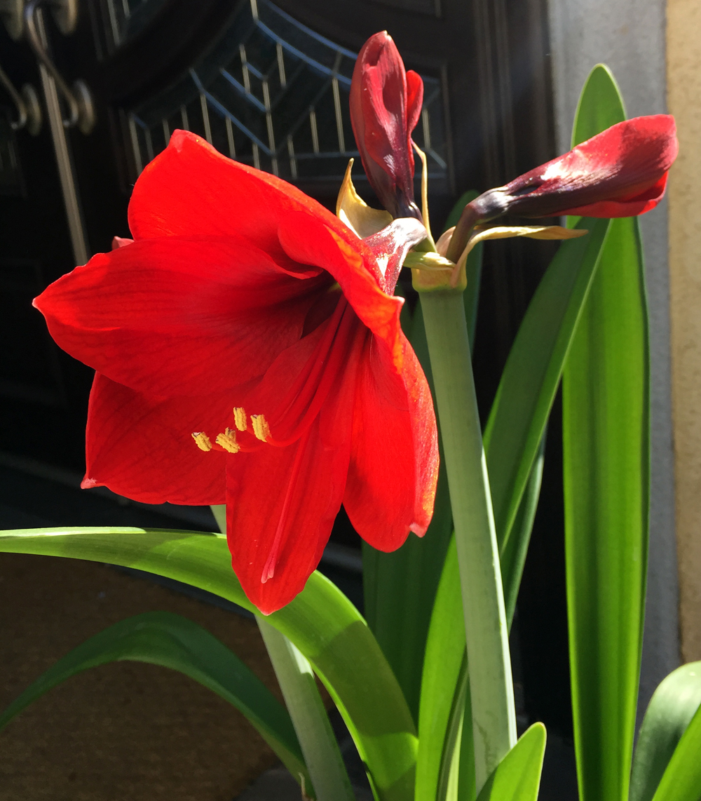 Tuyển tập hình ảnh hoa loa kèn đỏ đẹp nhất - [Kích thước hình ảnh: 1000x1142 px]
