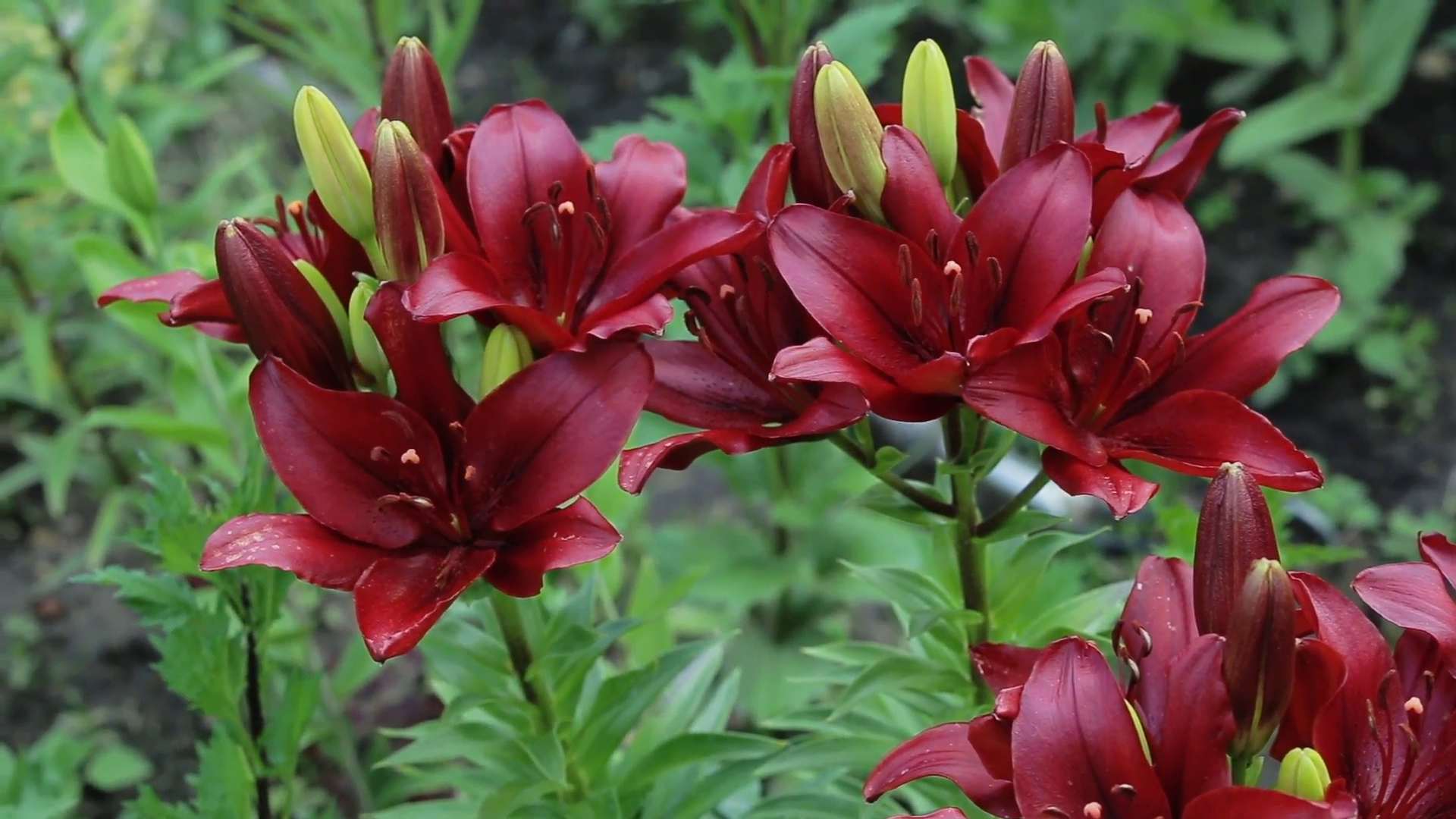 Tuyển tập hình ảnh hoa loa kèn đỏ đẹp nhất - [Kích thước hình ảnh: 1920x1080 px]