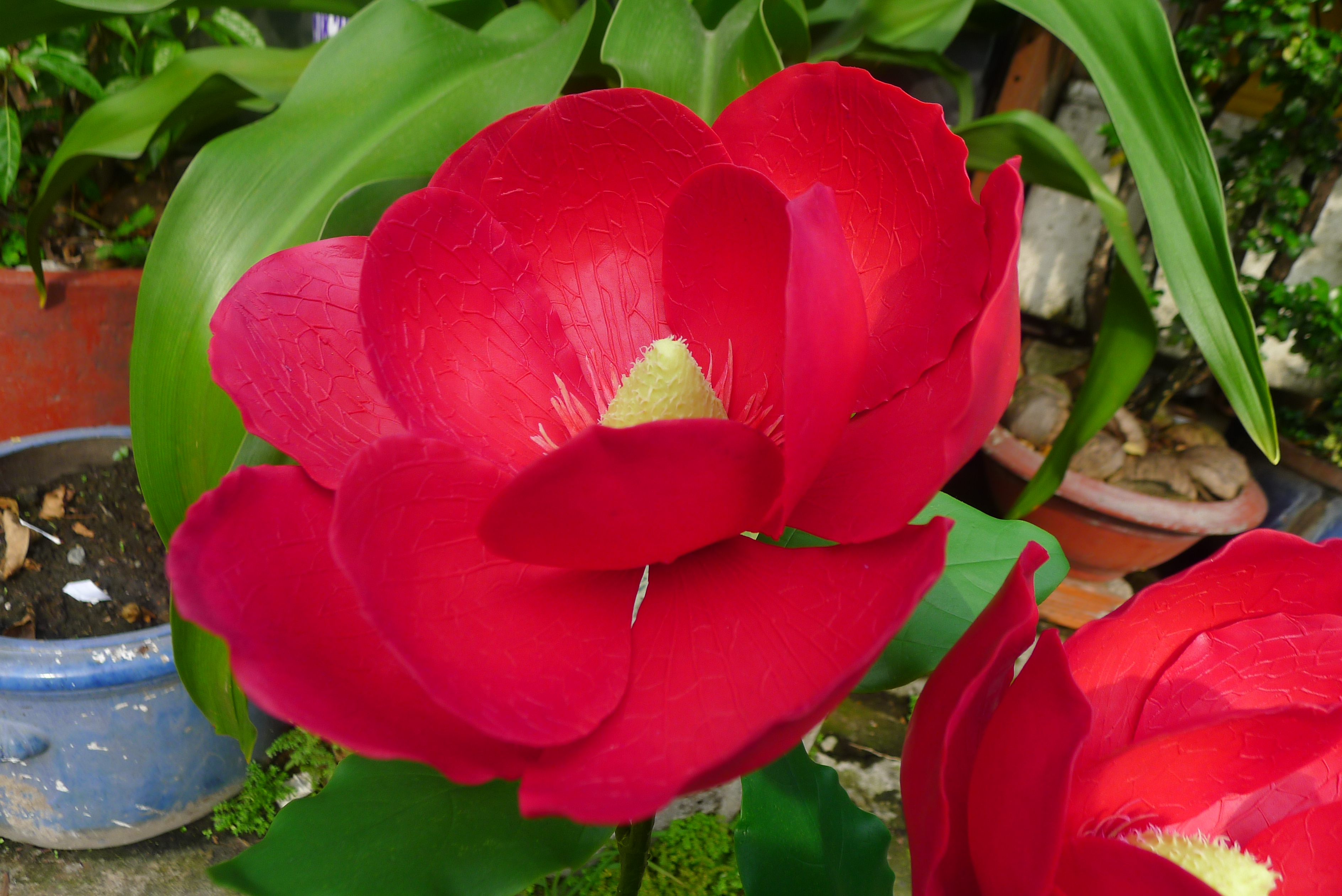 Tuyển tập hình ảnh hoa loa kèn đỏ đẹp nhất - [Kích thước hình ảnh: 3776x2520 px]