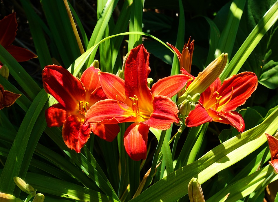 Tuyển tập hình ảnh hoa loa kèn đỏ đẹp nhất - [Kích thước hình ảnh: 960x700 px]