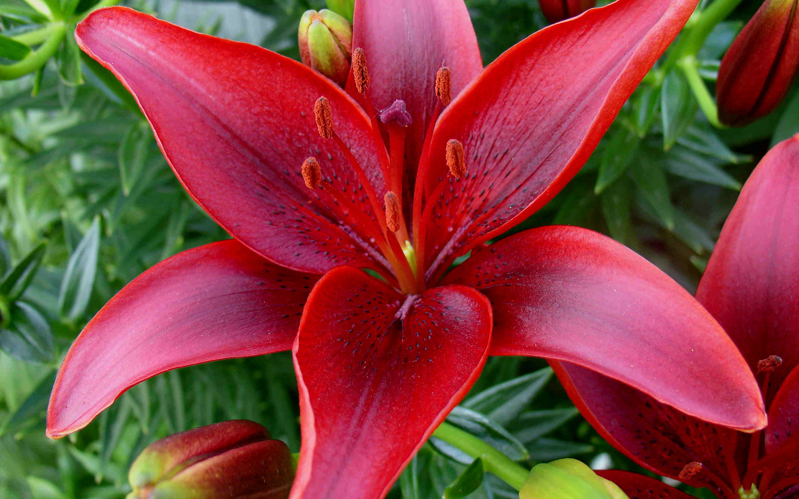 Tuyển tập hình ảnh hoa loa kèn đỏ đẹp nhất - [Kích thước hình ảnh: 2560x1600 px]