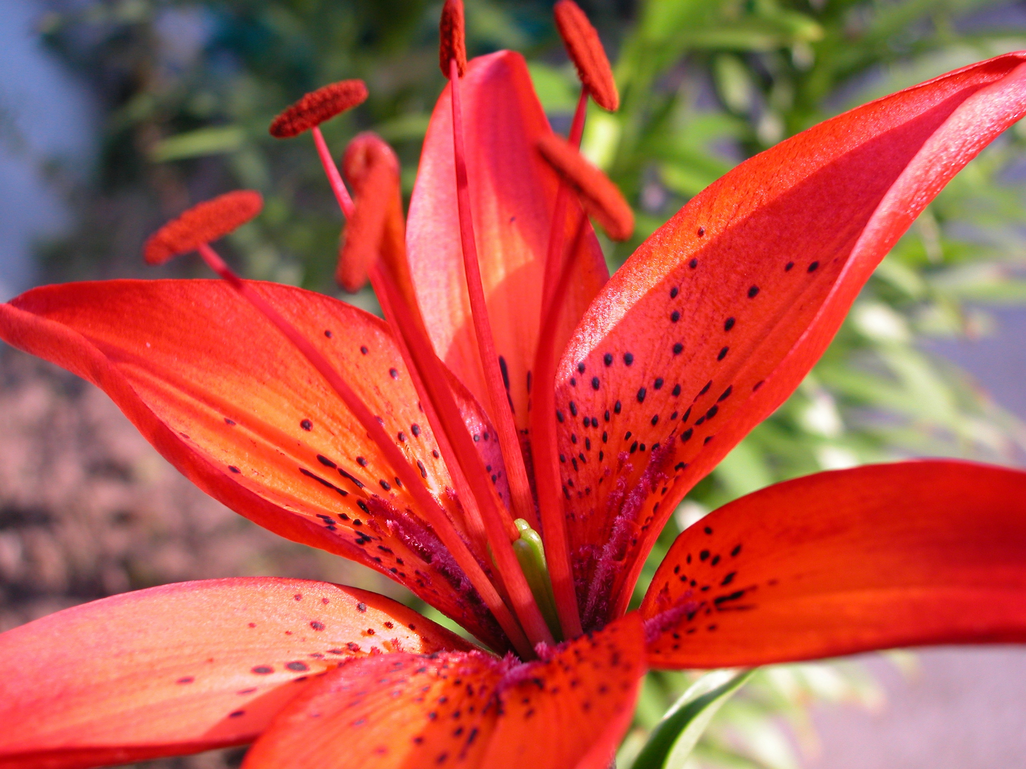 Tuyển tập hình ảnh hoa loa kèn đỏ đẹp nhất - [Kích thước hình ảnh: 3300x2475 px]