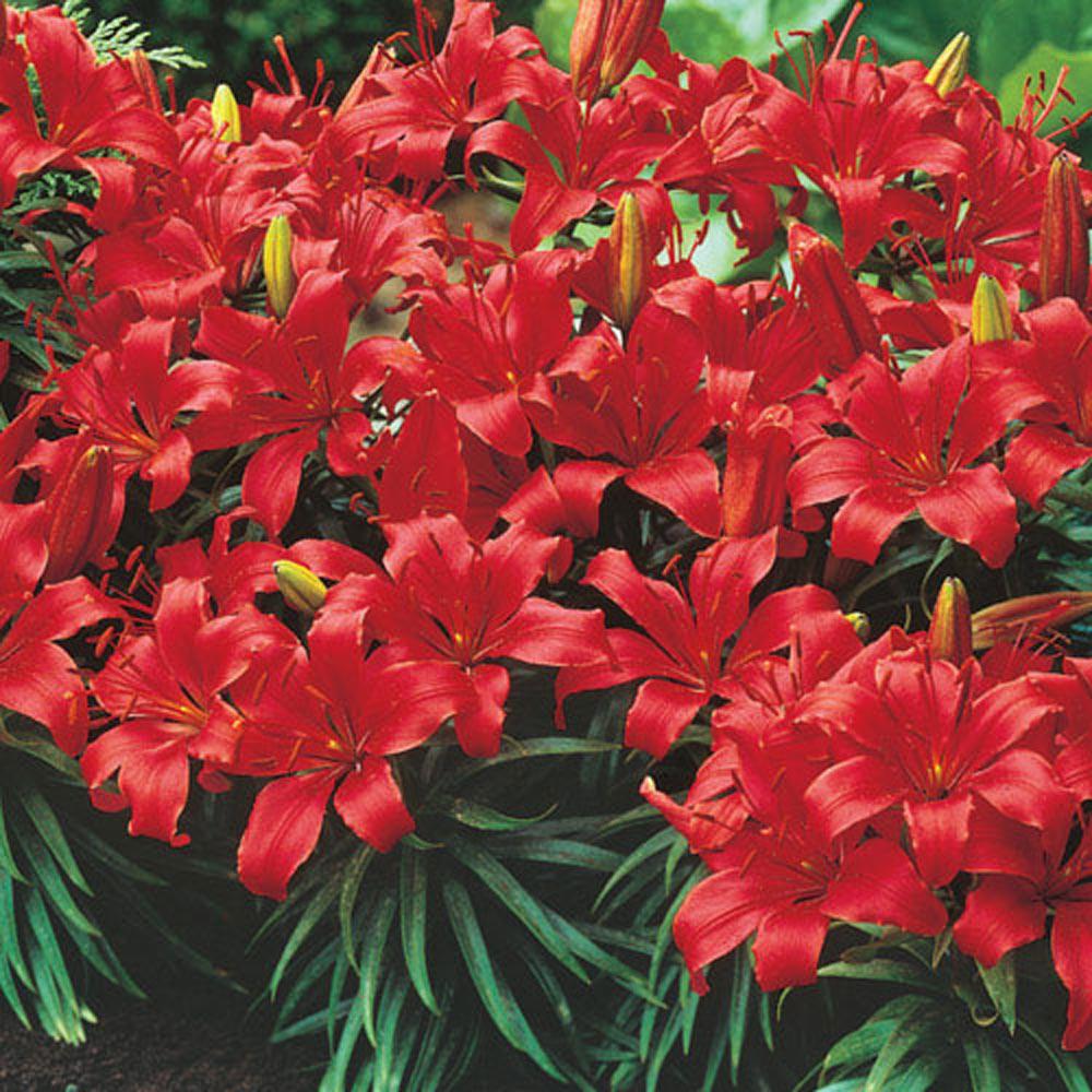 Tuyển tập hình ảnh hoa loa kèn đỏ đẹp nhất - [Kích thước hình ảnh: 1000x1000 px]