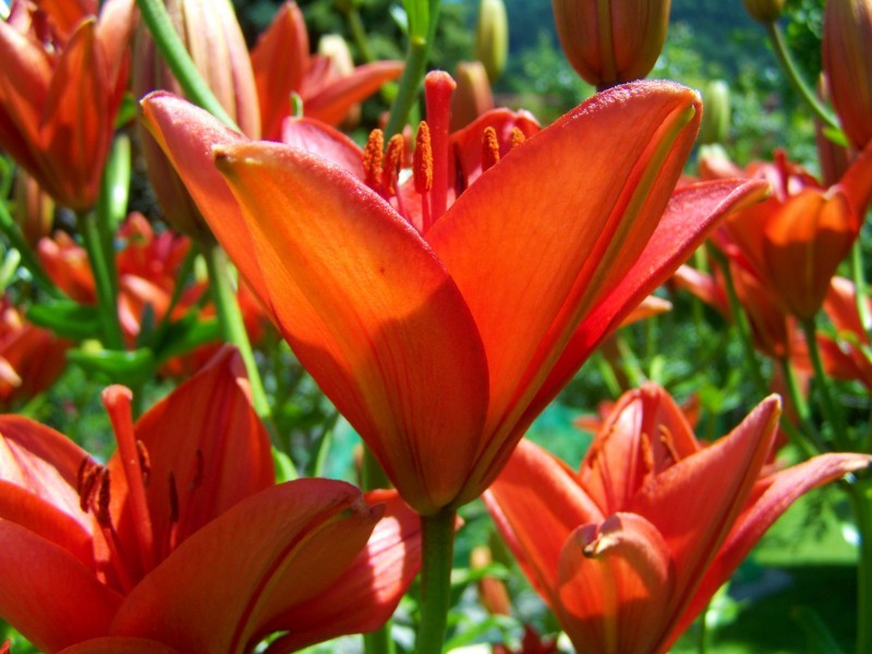 Tuyển tập hình ảnh hoa loa kèn đỏ đẹp nhất - [Kích thước hình ảnh: 800x600 px]