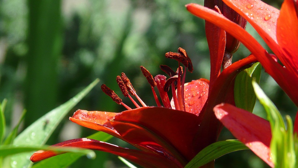 Tuyển tập hình ảnh hoa loa kèn đỏ đẹp nhất - [Kích thước hình ảnh: 960x541 px]