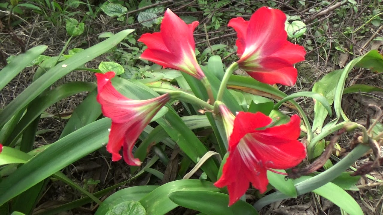 Tuyển tập hình ảnh hoa loa kèn đỏ đẹp nhất - [Kích thước hình ảnh: 1280x720 px]
