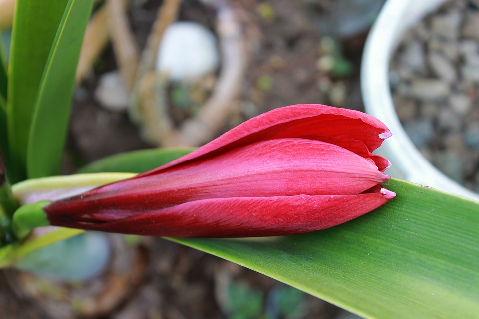 Tuyển tập hình ảnh hoa loa kèn đỏ đẹp nhất - [Kích thước hình ảnh: 960x640 px]