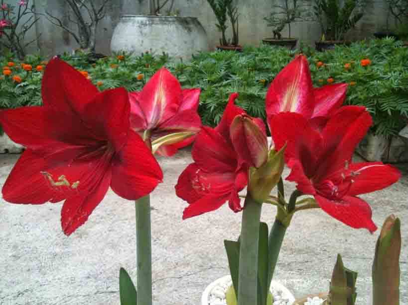 Tuyển tập hình ảnh hoa loa kèn đỏ đẹp nhất - [Kích thước hình ảnh: 819x614 px]