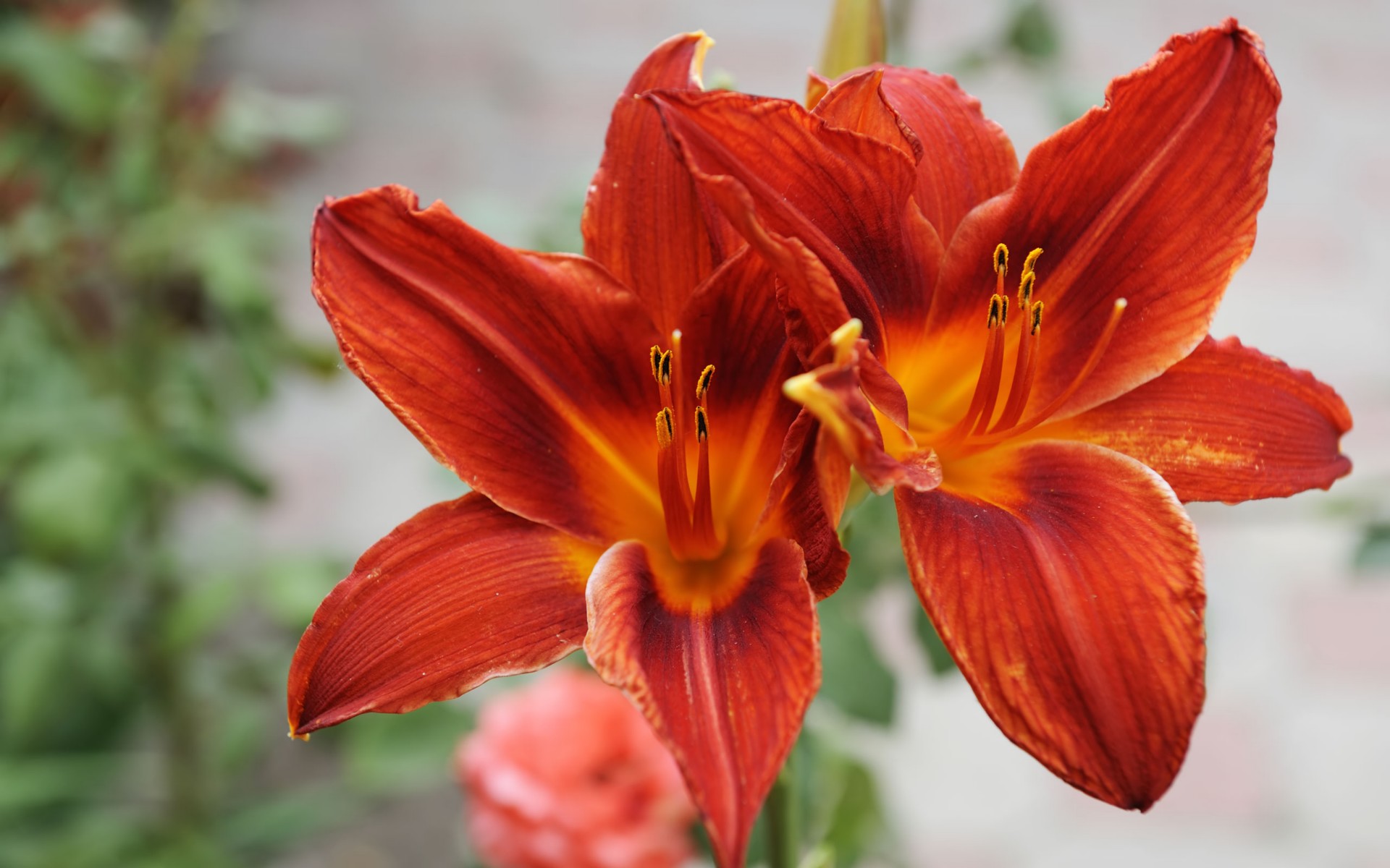 Tuyển tập hình ảnh hoa loa kèn đỏ đẹp nhất - [Kích thước hình ảnh: 1920x1200 px]