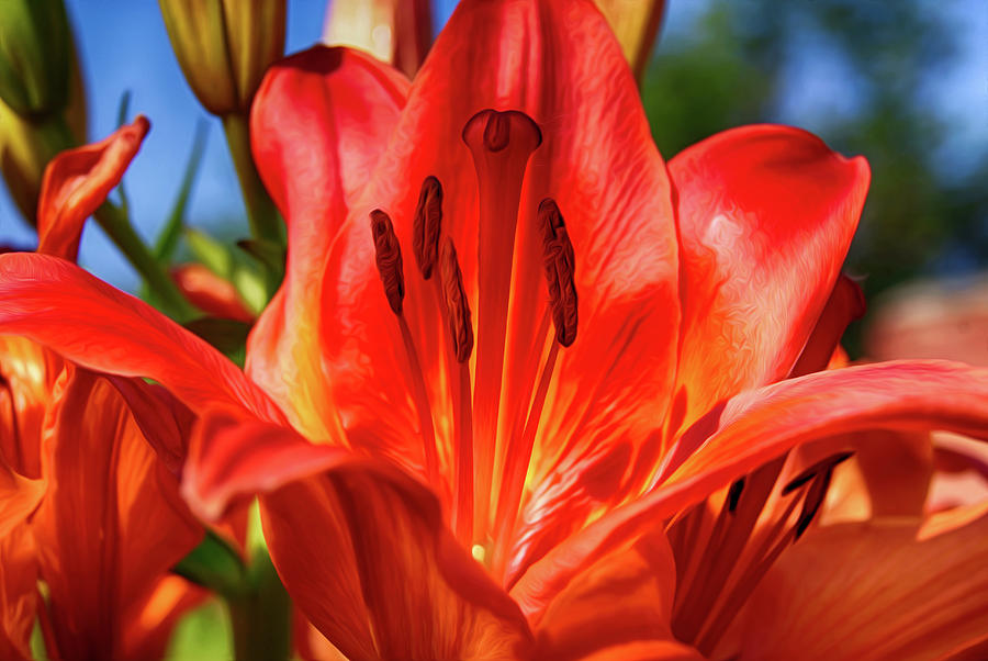 Tuyển tập hình ảnh hoa loa kèn đỏ đẹp nhất - [Kích thước hình ảnh: 900x602 px]