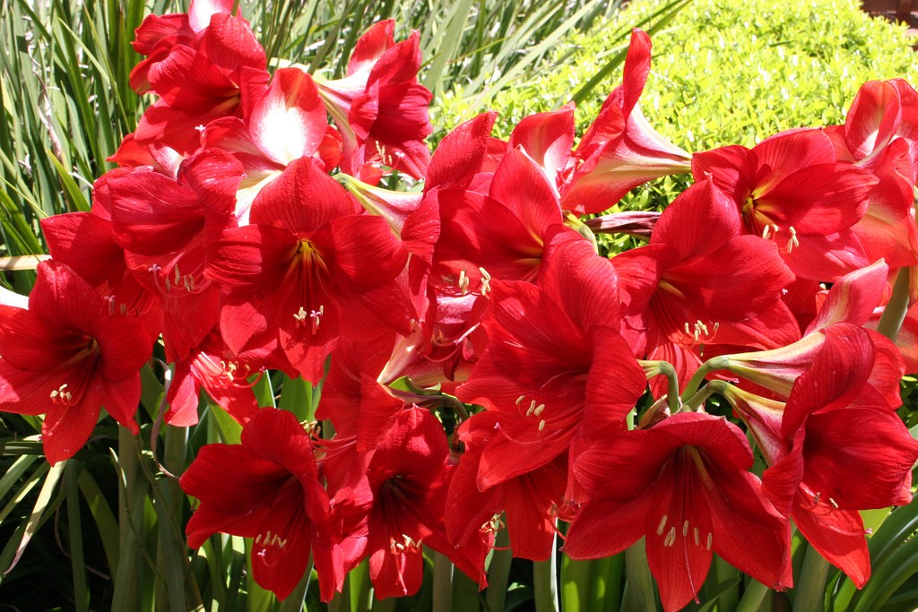 Tuyển tập hình ảnh hoa loa kèn đỏ đẹp nhất - [Kích thước hình ảnh: 1024x683 px]