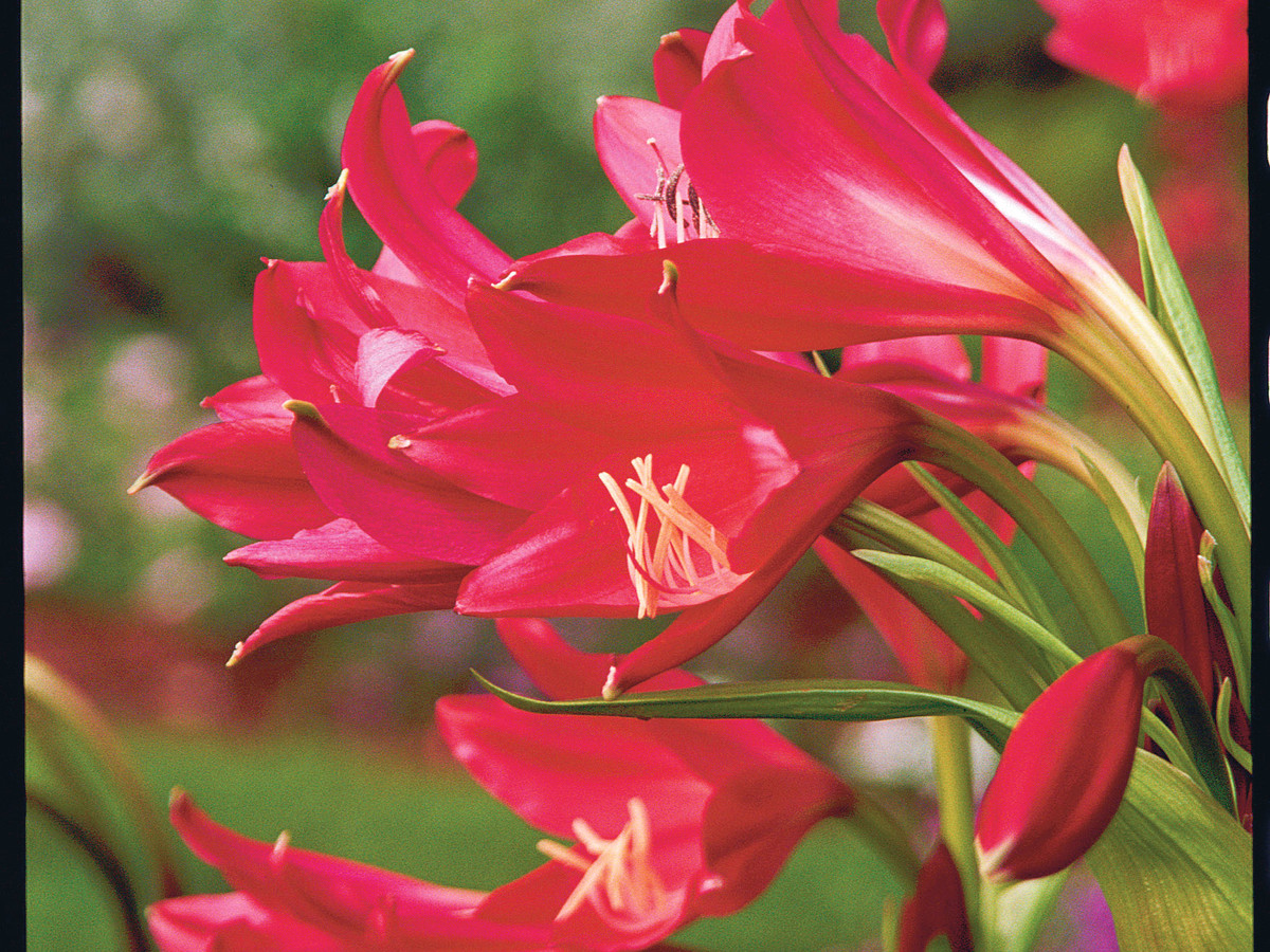 Tuyển tập hình ảnh hoa loa kèn đỏ đẹp nhất - [Kích thước hình ảnh: 1200x900 px]