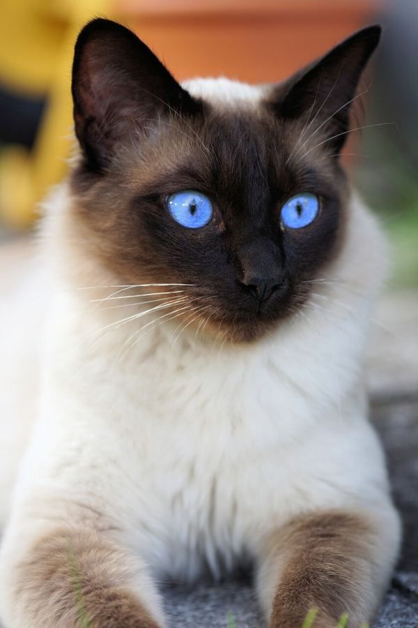 Chùm ảnh đẹp nhất về mèo Xiêm – Những chú mèo xinh đẹp đến từ đất nước Thái Lan - [Kích thước hình ảnh: 600x900 px]