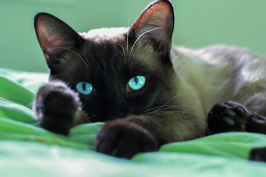 Chùm ảnh đẹp nhất về mèo Xiêm – Những chú mèo xinh đẹp đến từ đất nước Thái Lan - [Kích thước hình ảnh: 900x600 px]