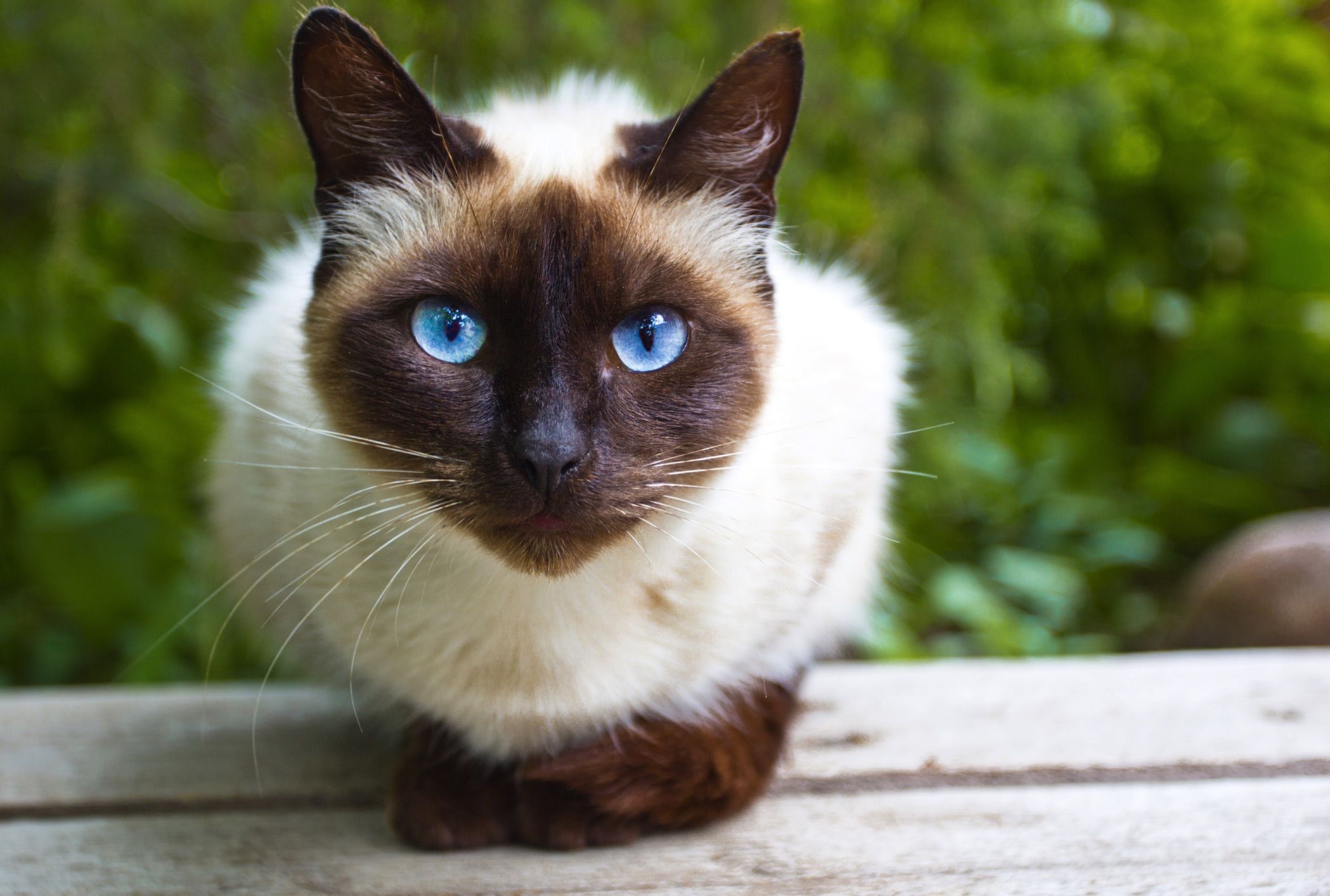 Chùm ảnh đẹp nhất về mèo Xiêm – Những chú mèo xinh đẹp đến từ đất nước Thái Lan - [Kích thước hình ảnh: 2098x1414 px]