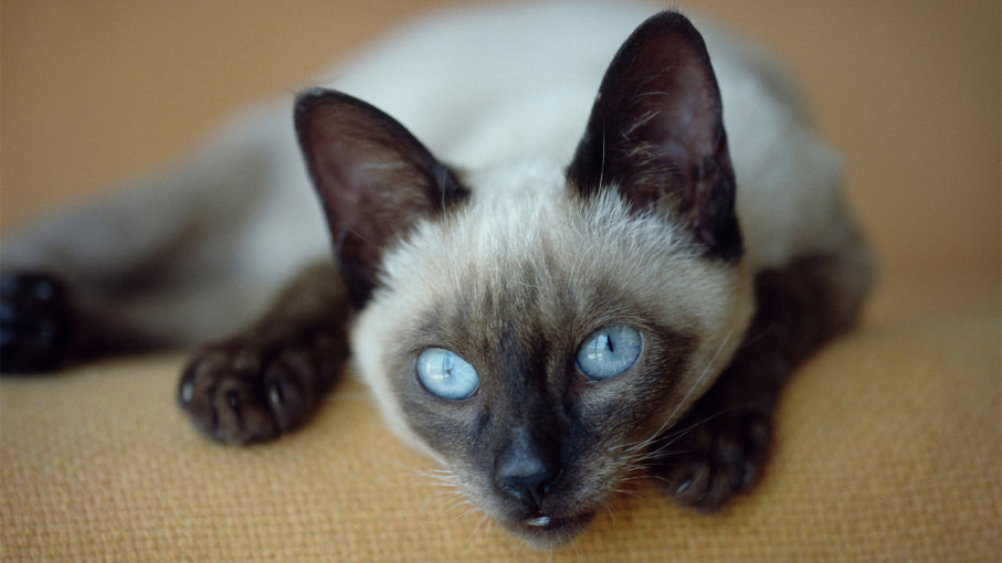 Chùm ảnh đẹp nhất về mèo Xiêm – Những chú mèo xinh đẹp đến từ đất nước Thái Lan - [Kích thước hình ảnh: 907x510 px]