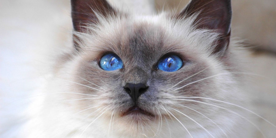 Chùm ảnh đẹp nhất về mèo Xiêm – Những chú mèo xinh đẹp đến từ đất nước Thái Lan - [Kích thước hình ảnh: 900x450 px]