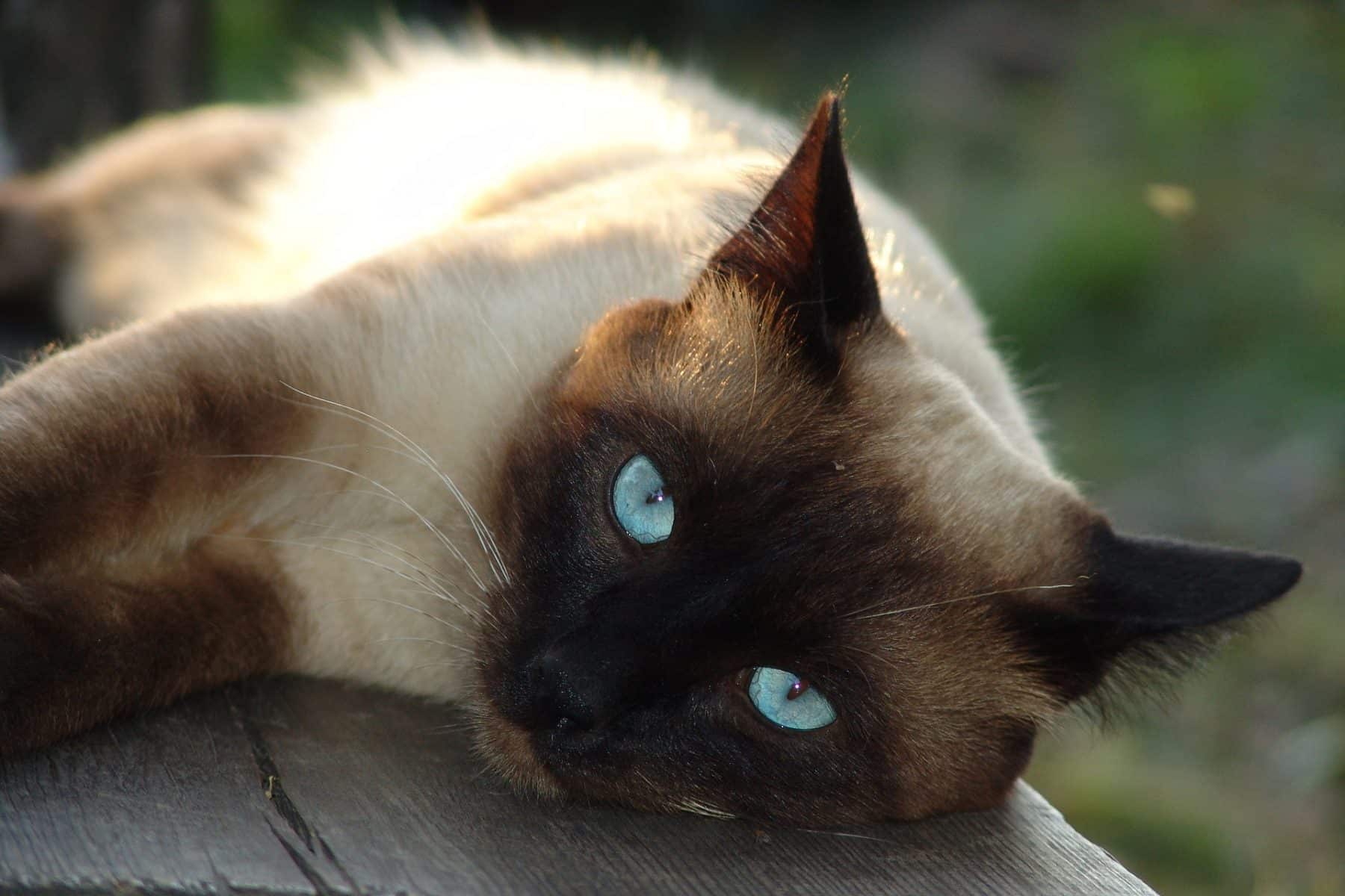 Chùm ảnh đẹp nhất về mèo Xiêm – Những chú mèo xinh đẹp đến từ đất nước Thái Lan - [Kích thước hình ảnh: 1800x1200 px]