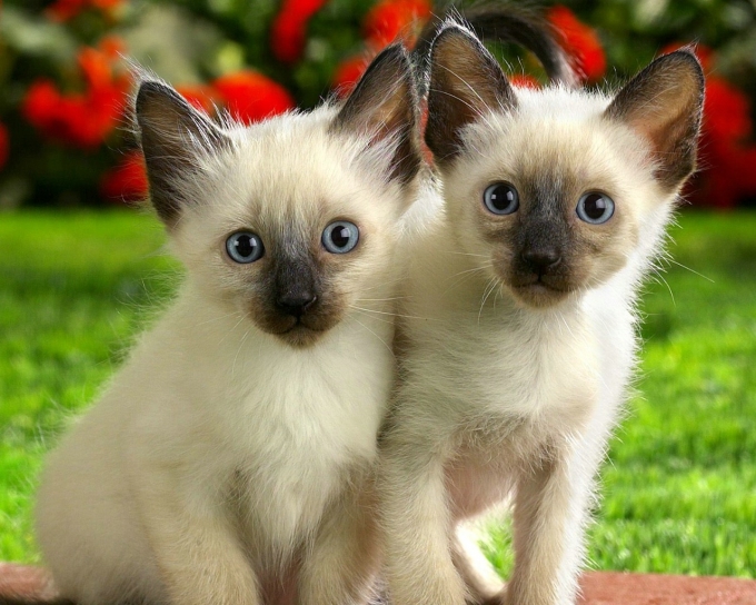 Chùm ảnh đẹp nhất về mèo Xiêm – Những chú mèo xinh đẹp đến từ đất nước Thái Lan - [Kích thước hình ảnh: 680x544 px]