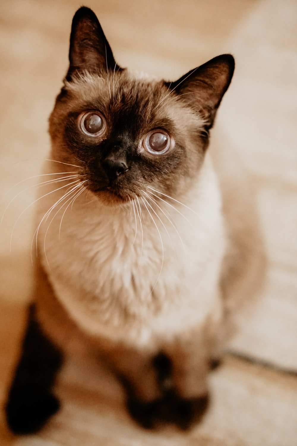 Chùm ảnh đẹp nhất về mèo Xiêm – Những chú mèo xinh đẹp đến từ đất nước Thái Lan - [Kích thước hình ảnh: 1000x1500 px]
