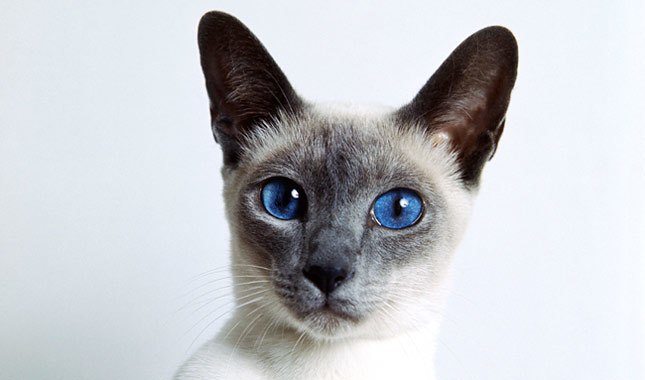 Chùm ảnh đẹp nhất về mèo Xiêm – Những chú mèo xinh đẹp đến từ đất nước Thái Lan - [Kích thước hình ảnh: 645x380 px]