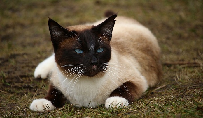 Chùm ảnh đẹp nhất về mèo Xiêm – Những chú mèo xinh đẹp đến từ đất nước Thái Lan - [Kích thước hình ảnh: 696x406 px]