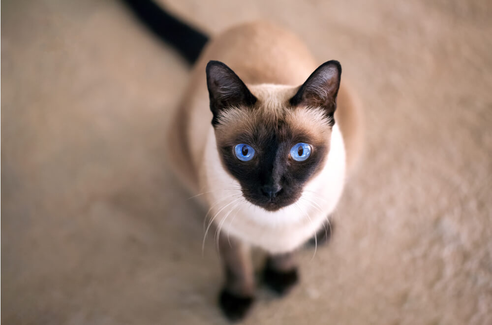 Chùm ảnh đẹp nhất về mèo Xiêm – Những chú mèo xinh đẹp đến từ đất nước Thái Lan - [Kích thước hình ảnh: 1000x660 px]