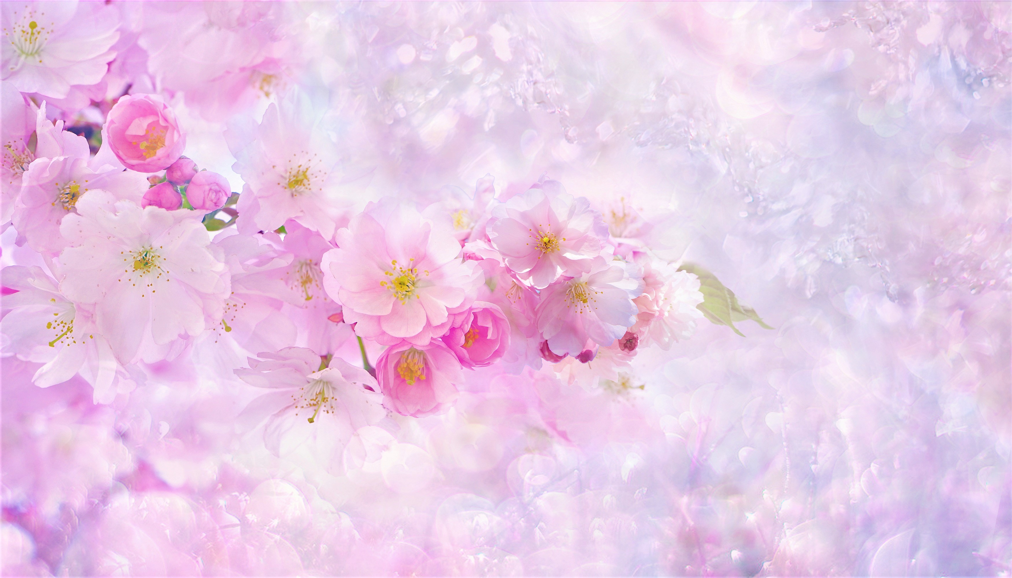50 hình nền hoa anh đào Nhật Bản siêu đẹp và lãng mạn - [Kích thước hình ảnh: 3500x2000 px]