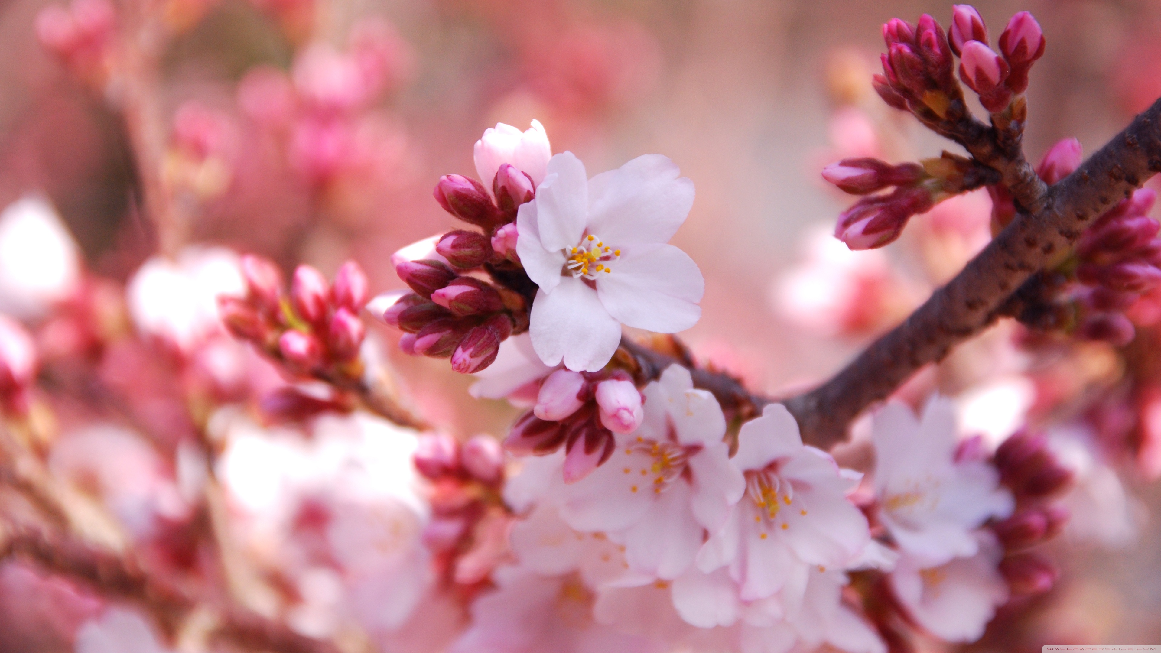 50 hình nền hoa anh đào Nhật Bản siêu đẹp và lãng mạn - [Kích thước hình ảnh: 3840x2160 px]