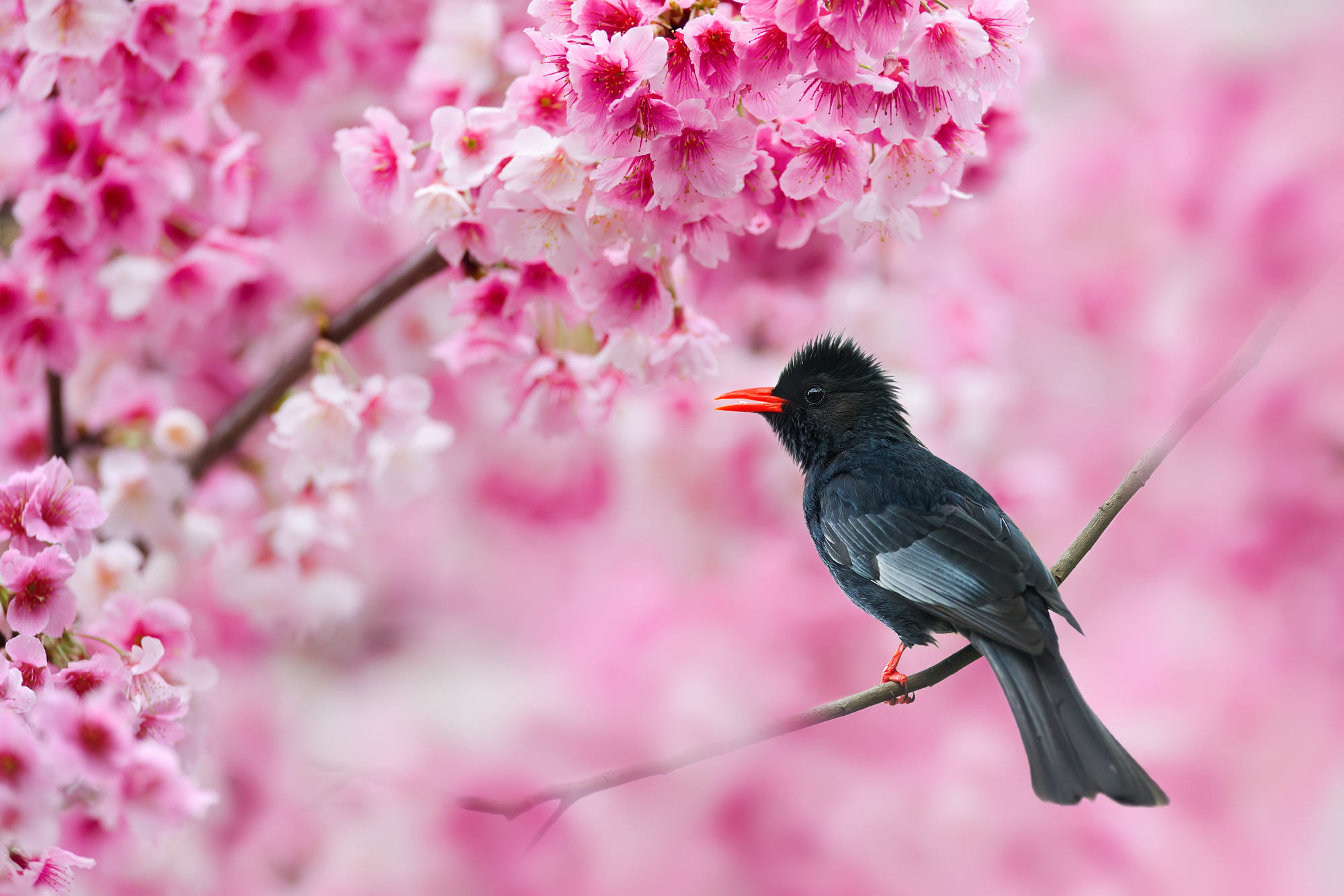 50 hình nền hoa anh đào Nhật Bản siêu đẹp và lãng mạn - [Kích thước hình ảnh: 2000x1333 px]