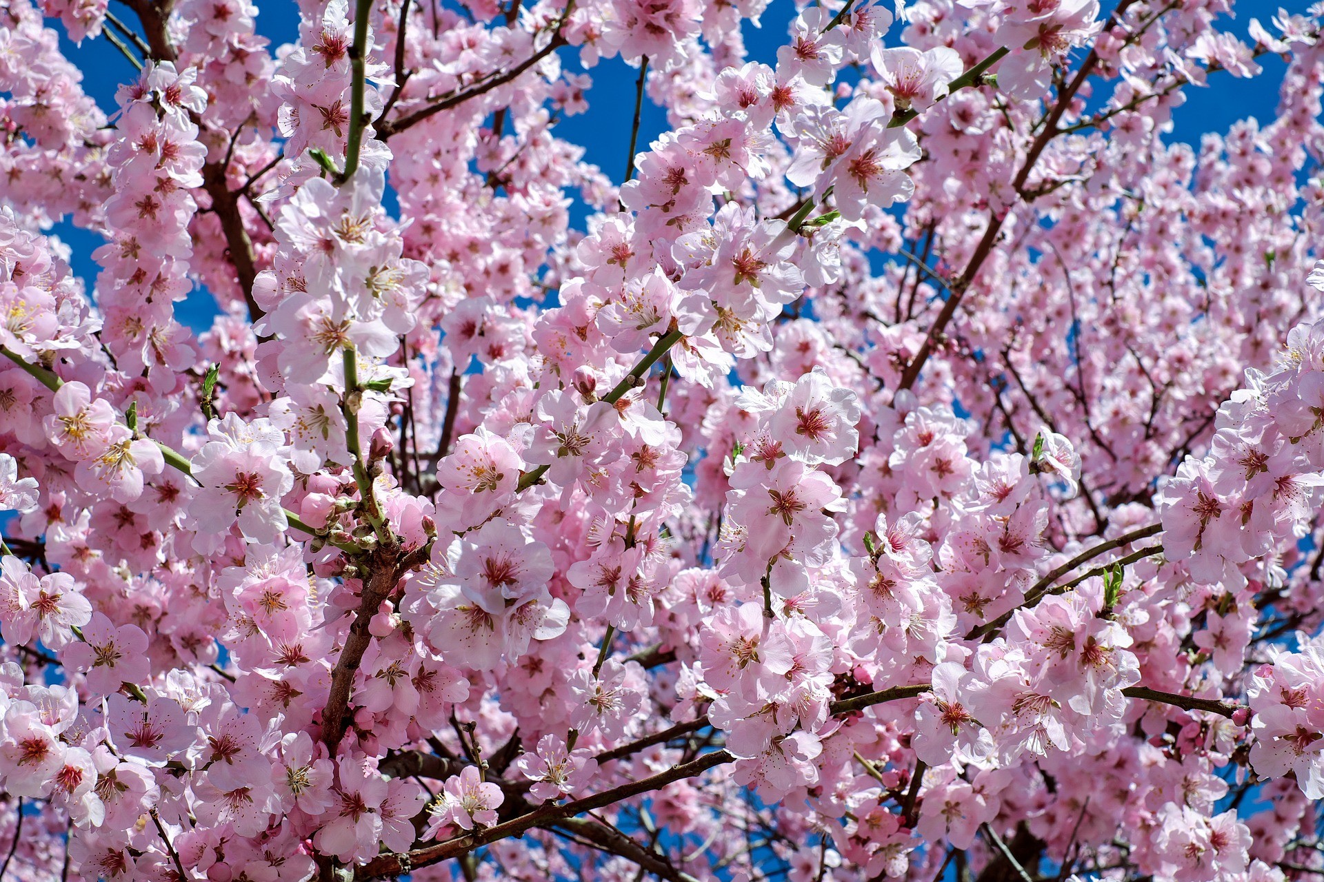 50 hình nền hoa anh đào Nhật Bản siêu đẹp và lãng mạn - [Kích thước hình ảnh: 1920x1280 px]