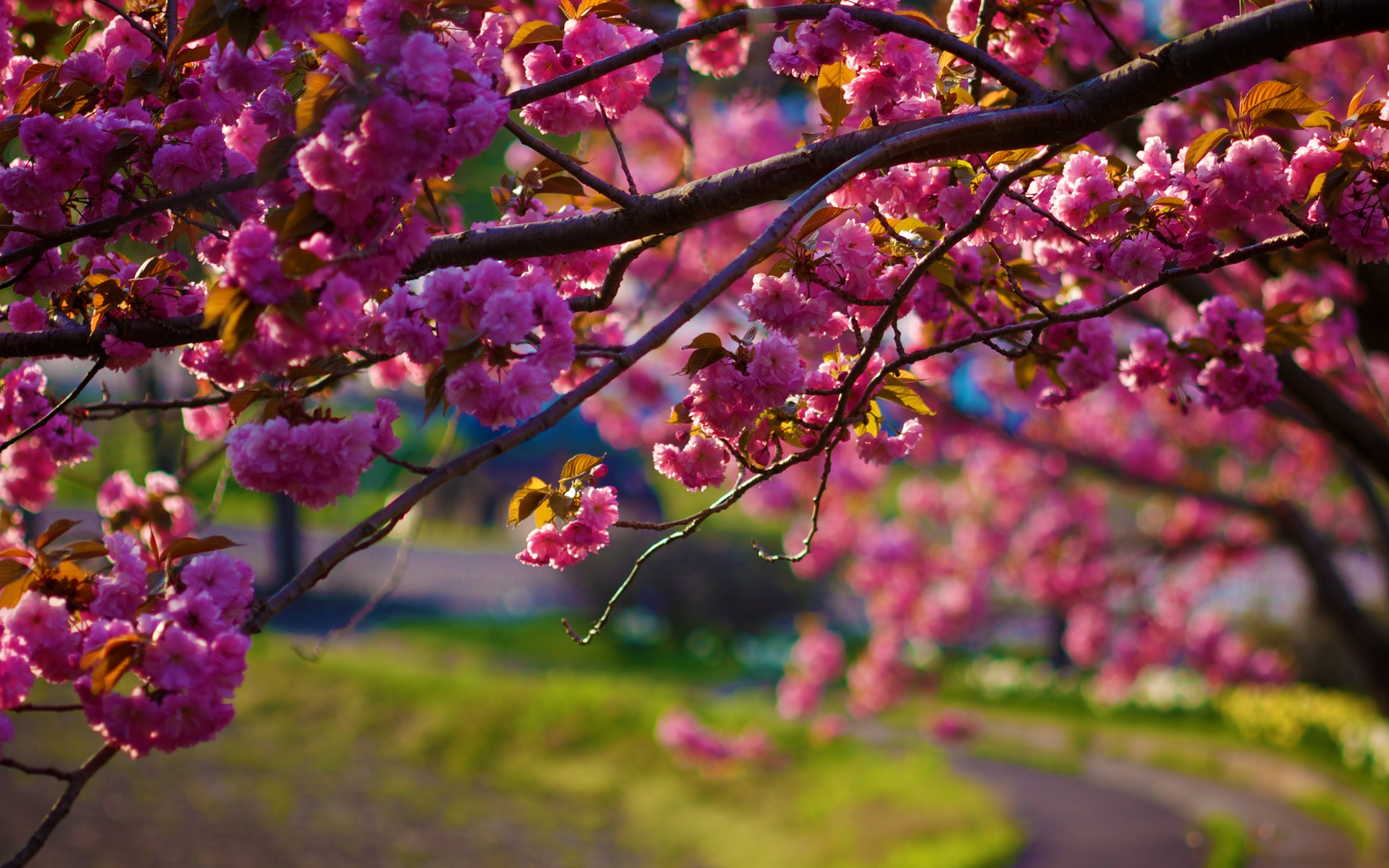50 hình nền hoa anh đào Nhật Bản siêu đẹp và lãng mạn - [Kích thước hình ảnh: 3840x2400 px]