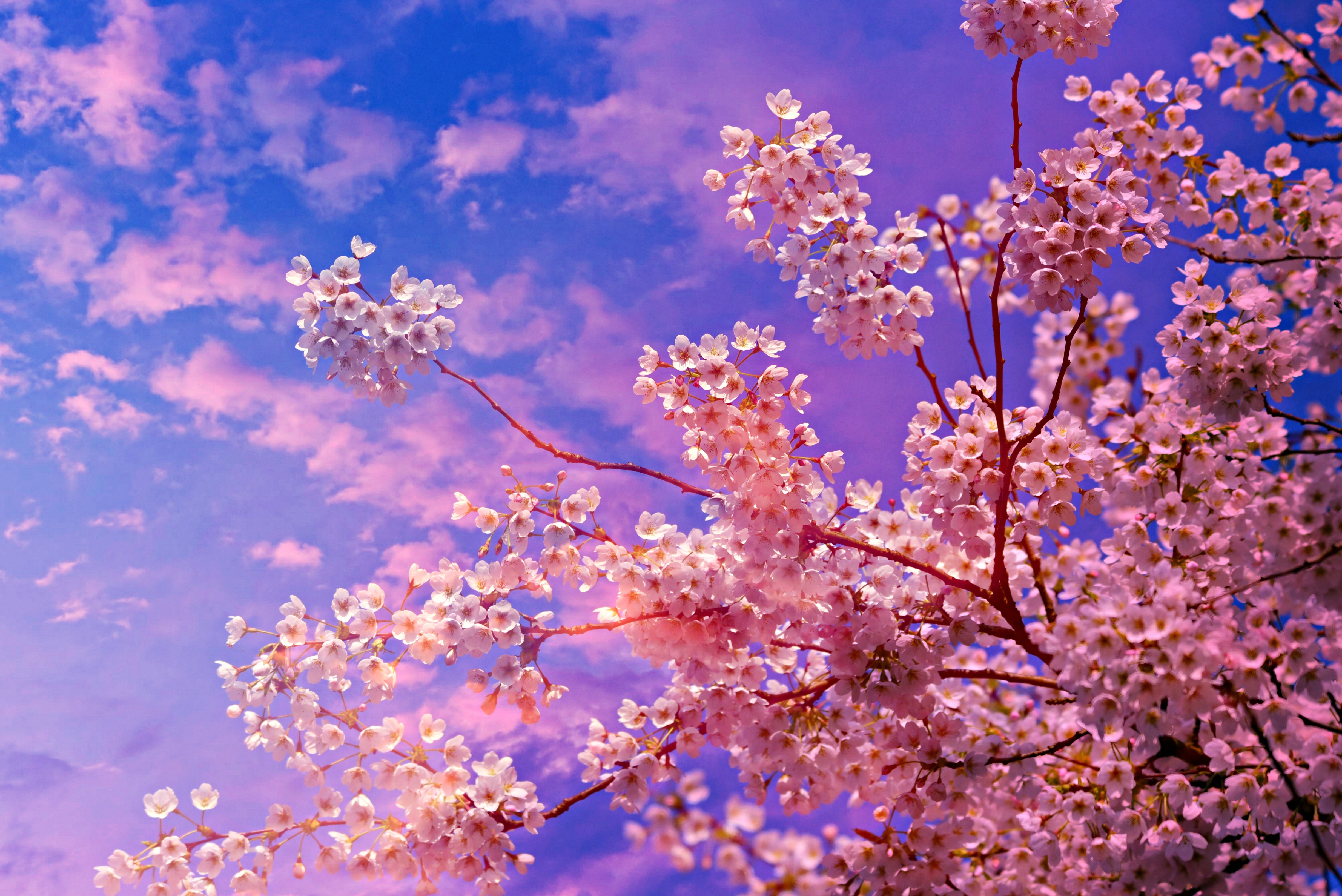 50 hình nền hoa anh đào Nhật Bản siêu đẹp và lãng mạn - [Kích thước hình ảnh: 4900x3271 px]