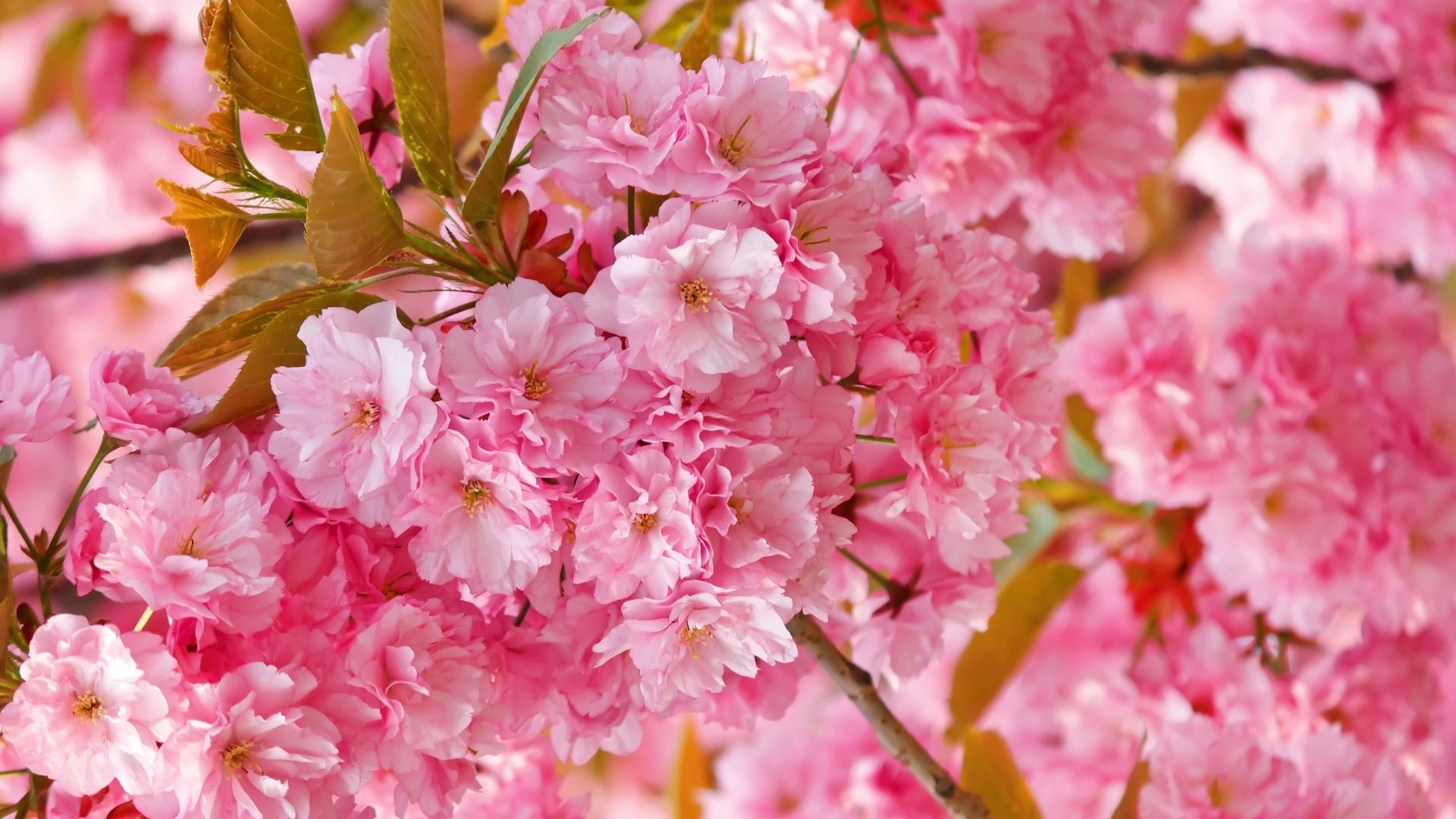 50 hình nền hoa anh đào Nhật Bản siêu đẹp và lãng mạn - [Kích thước hình ảnh: 1920x1080 px]