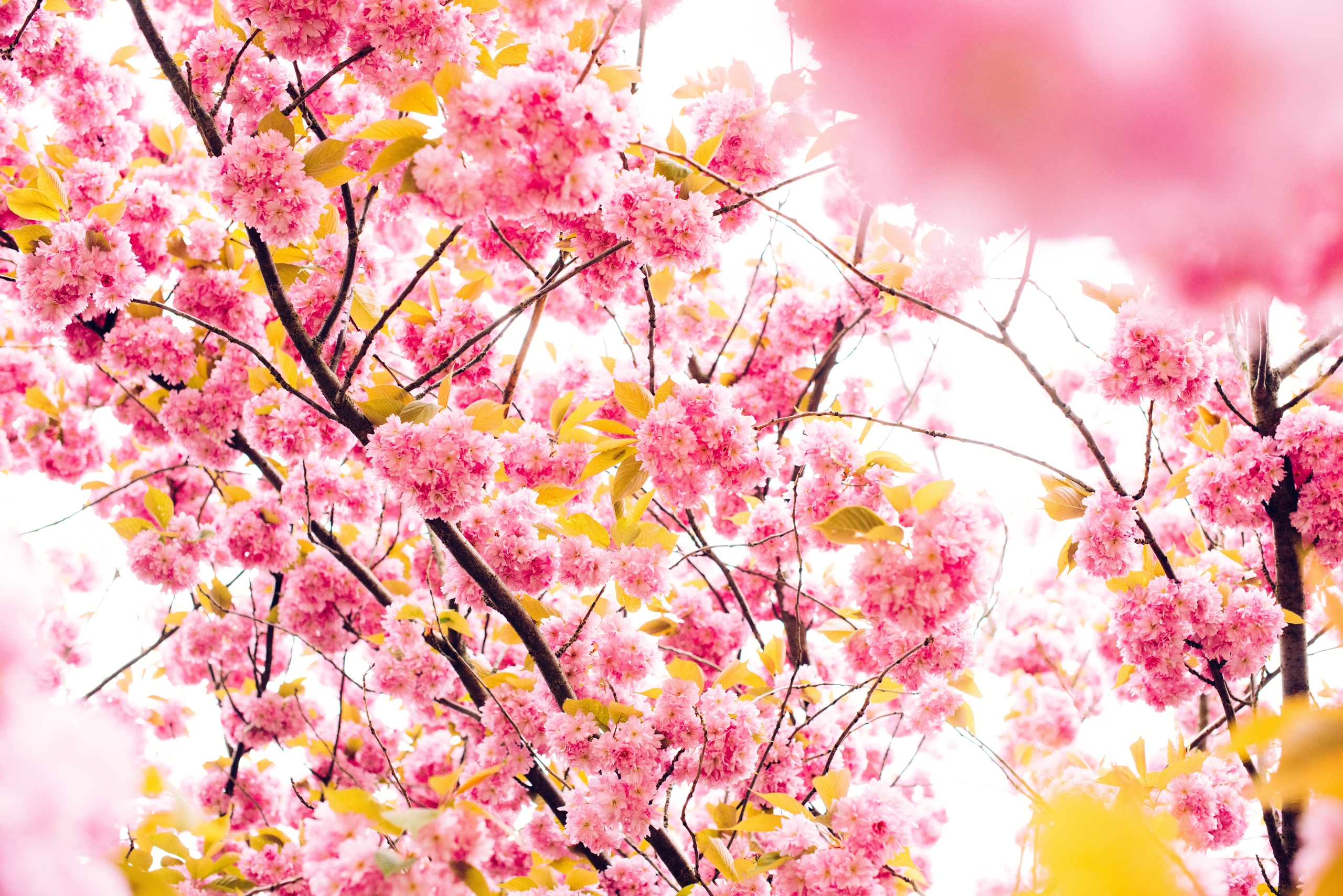 50 hình nền hoa anh đào Nhật Bản siêu đẹp và lãng mạn - [Kích thước hình ảnh: 2560x1709 px]