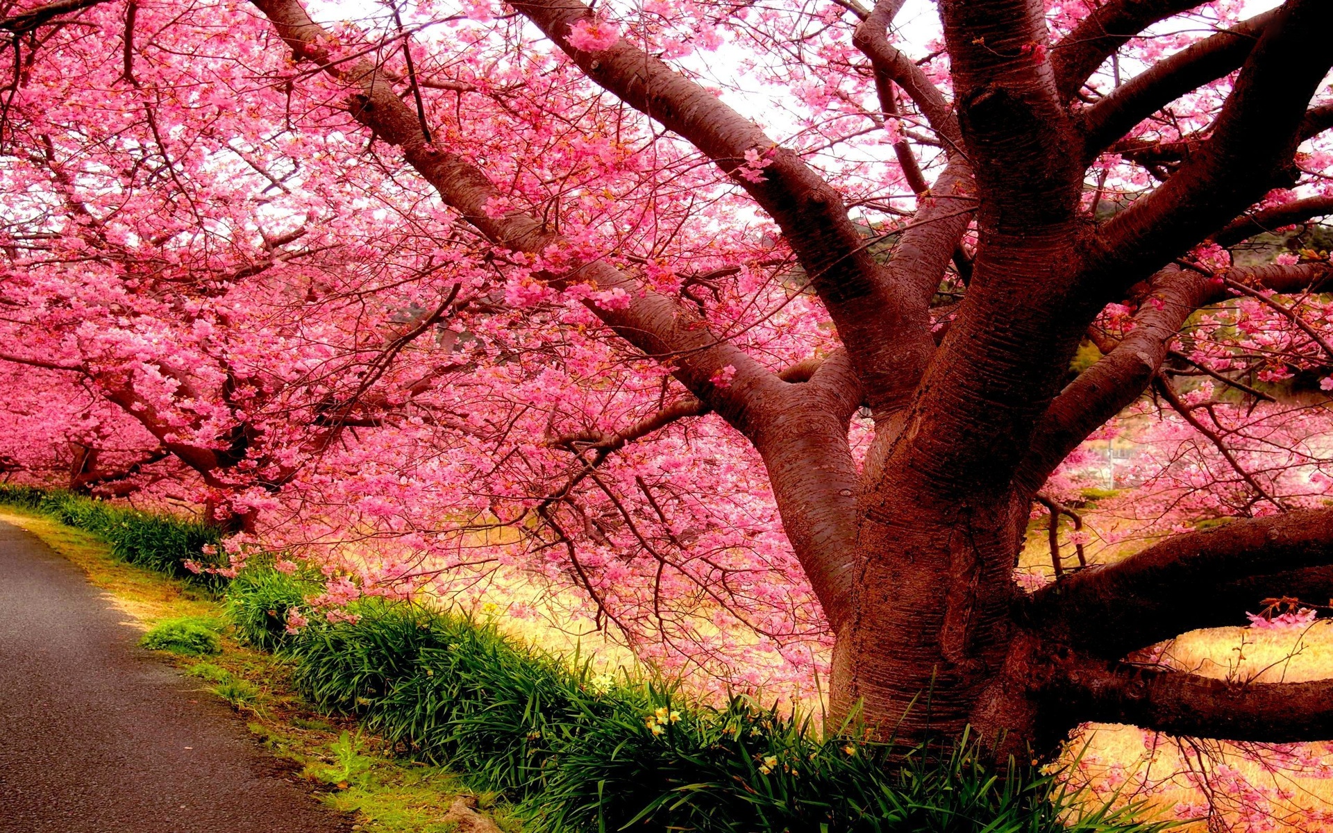 50 hình nền hoa anh đào Nhật Bản siêu đẹp và lãng mạn - [Kích thước hình ảnh: 1920x1200 px]