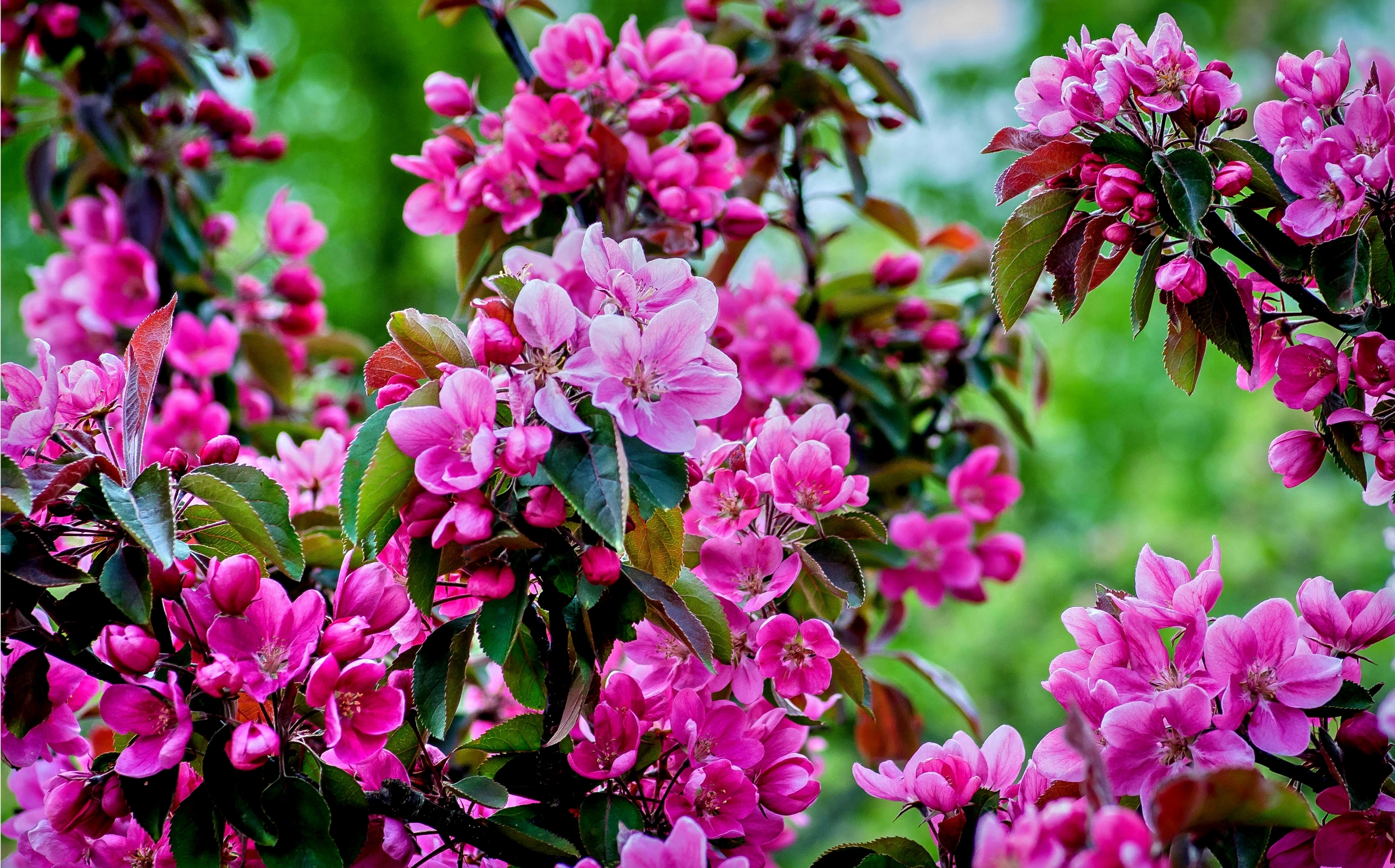 50 hình nền hoa anh đào Nhật Bản siêu đẹp và lãng mạn - [Kích thước hình ảnh: 2560x1593 px]