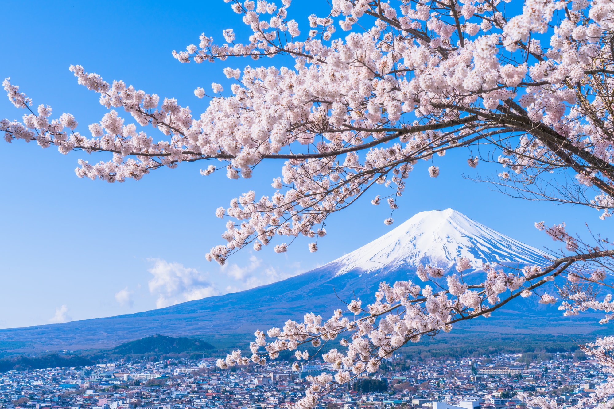 50 hình nền hoa anh đào Nhật Bản siêu đẹp và lãng mạn - [Kích thước hình ảnh: 2000x1334 px]